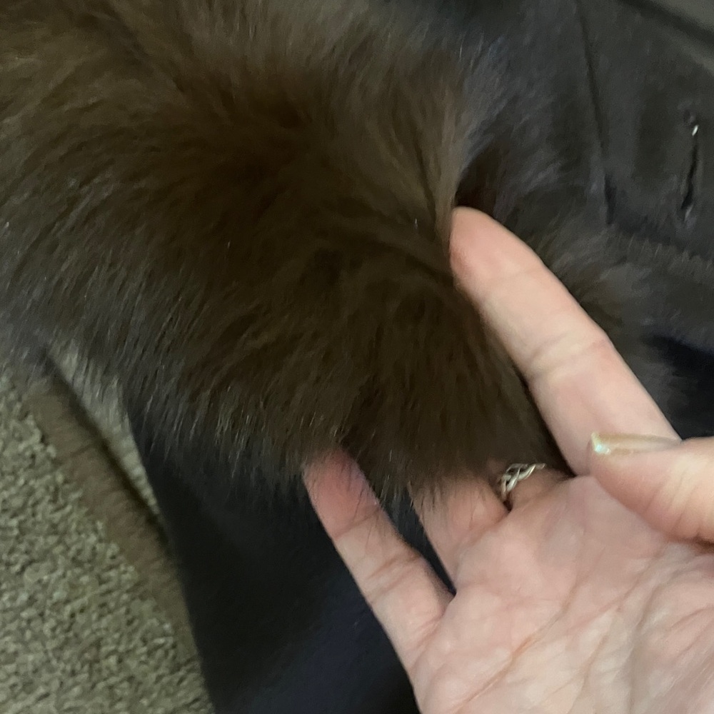 Steve by Searle Cashmere Wool Coat w/fur - Picture 4 of 10